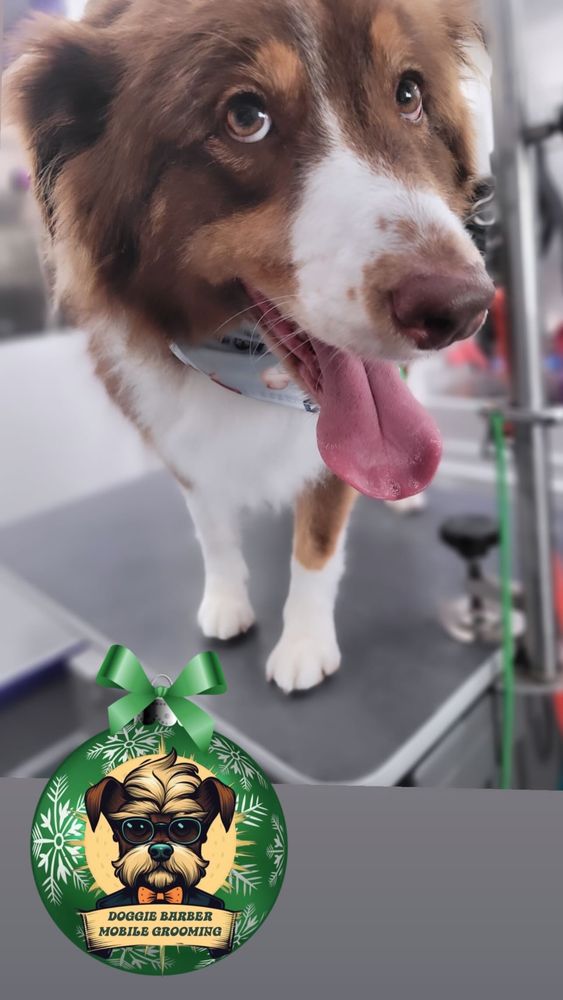 DOGGIE BARBER MOBILE GROOMING 210 Photos Fresno, California Pet