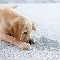 Young's Chem-Dry - Whether you are in need of a light carpet cleaning or your carpet is heavily soiled or maybe your family pet has had accident...