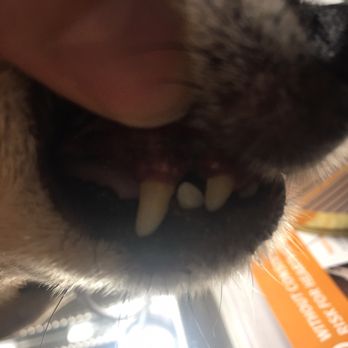 PetSmart Doggie Day Camp - This is how they look after I brushed them myself. How dare she told me it was tartar! Like I was ignorant!!!! - Pet Stores Near Me - Tukwila, Washington