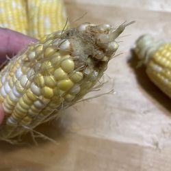 Melick's Farm Market - Corn with bad spots
