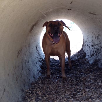Salem Rotary Dog Park - Pele LOVED cooling down in the tunnel! - Dog Parks Near Me - Salem, Virginia Salem Rotary Dog Park - Pele LOVED cooling down in the tunnel! - Dog Parks Near Me - Salem, Virginia