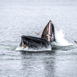 Ketchikan Custom Tours