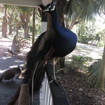 Flamingo Gardens - Friendly peacock - Botanical Gardens Near Me - Davie, Florida Flamingo Gardens - Friendly peacock - Botanical Gardens Near Me - Davie, Florida