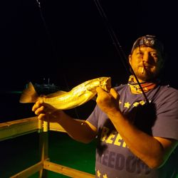 Speckle trout