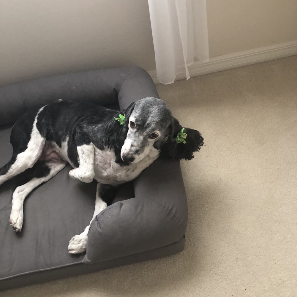 Linda's Grooming Too - Roxy and new hair clip!! - Pet Groomers Near Me - Homosassa, Florida