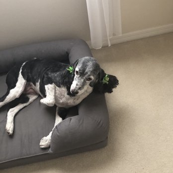 Linda's Grooming Too - Roxy and new hair clip!! - Pet Groomers Near Me - Homosassa, Florida Linda's Grooming Too - Roxy and new hair clip!! - Pet Groomers Near Me - Homosassa, Florida