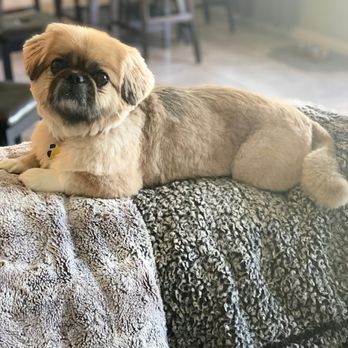 Dawns Barking Lot - After his hair cut - Pet Sitting Near Me - Edmond, Oklahoma