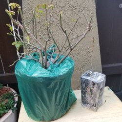 Rogue Valley Roses - Two of the same roses: Rogue Valley rose is on the right - $40!