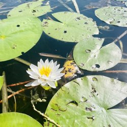 Winding Waters Nature Area - Flower