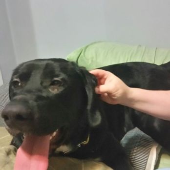 Queens Midway Animal Hospital - This is our puppy Indy. Dr.Kirk takes great care of him. - Veterinarians Near Me - Flushing, New York Queens Midway Animal Hospital - This is our puppy Indy. Dr.Kirk takes great care of him. - Veterinarians Near Me - Flushing, New York