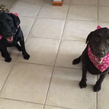 Muddy Paws Pet Spa - Pet Groomers Near Me - Palm Harbor, Florida
