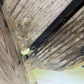 Honeywell's Pest Control - Powder post beetle exit holes found in sub floor of crawl space - Pest Control Near Me Honeywell's Pest Control - Powder post beetle exit holes found in sub floor of crawl space - Pest Control Near Me