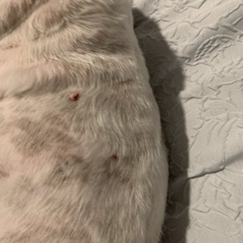 Barkin Barbers - They also cut all of the moles on her body. Which I told them to look out for. - Pet Groomers Near Me - Westminster, Colorado Barkin Barbers - They also cut all of the moles on her body. Which I told them to look out for. - Pet Groomers Near Me - Westminster, Colorado