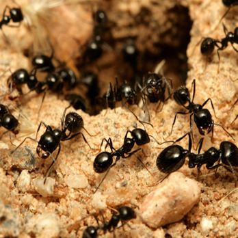 American Termite & Pest Control - Pest Control Near Me - Hot Springs, Arkansas American Termite & Pest Control - Pest Control Near Me - Hot Springs, Arkansas