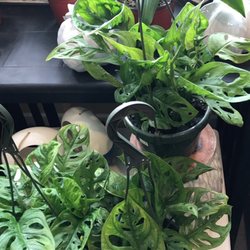 Vanhoff 's Garden Center - Plant beauties. Great selection of indoor houseplants.
