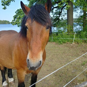 Pfaueninsel - Hungry horse friend - Local Flavor Near Me