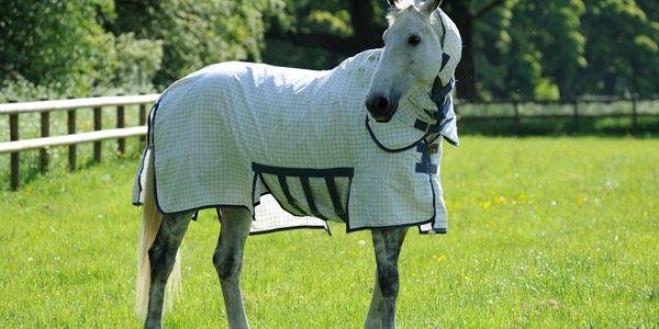 That Tack Shop - equestrian in Clover, SC