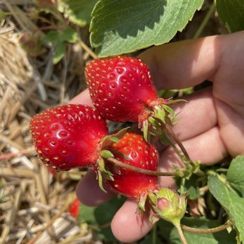 Gro-Moore Farms - Pick Your Own Farms Near Me - Rush, New York