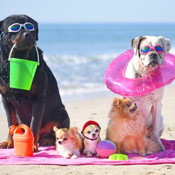 Dog Training Now Charleston - Vacationing with Your Dog - Pet Training Near Me - Mount Pleasant, South Carolina Dog Training Now Charleston - Vacationing with Your Dog - Pet Training Near Me - Mount Pleasant, South Carolina