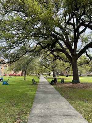 Tulane University by null