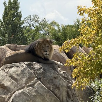 Denver Zoo - Lion - Zoos Near Me - Denver, Colorado