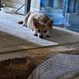 Photo of Apricot Veterinary Clinic