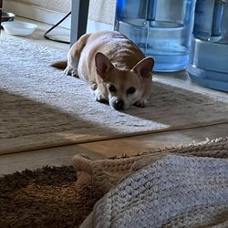 Apricot Veterinary Clinic - Letter from business & Denis