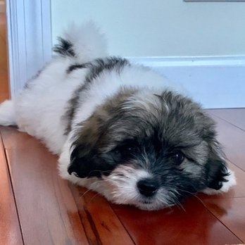 Young at Heart Cotons - Oslo from Sarabi and Nittany Pride's second litter! - Pet Breeders Near Me - State College, Pennsylvania Young at Heart Cotons - Oslo from Sarabi and Nittany Pride's second litter! - Pet Breeders Near Me - State College, Pennsylvania