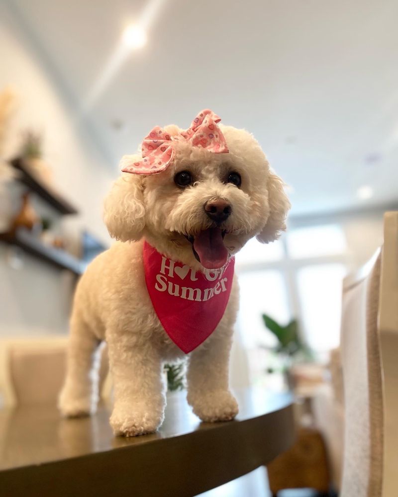 HEIGHTS PET GROOMING Updated May 2024 62 Photos & 98 Reviews 711