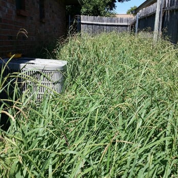 Optimum Air Co - Spring tip...your a/c can not work like this. Keep you grass trimmed and leave adequate breathing room around the unit. - Heating & Air Conditioning/HVAC Near Me - Arlington, Texas Optimum Air Co - Spring tip...your a/c can not work like this. Keep you grass trimmed and leave adequate breathing room around the unit. - Heating & Air Conditioning/HVAC Near Me - Arlington, Texas