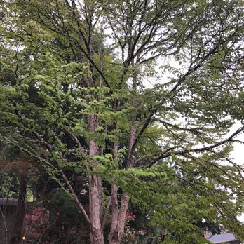 Devoted Tree Solutions - Thinned Katsura tree - Tree Services Near Me