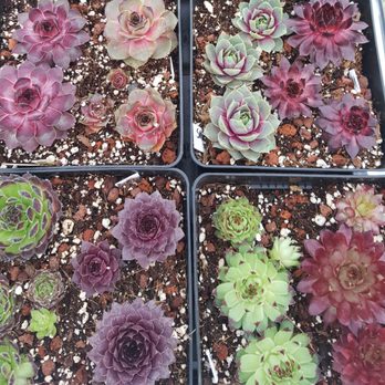 Young's Garden Center - The colors are truly amazing. This photo was not altered in any way. Showing 8 different varieties here. - Nurseries & Gardening Near Me - Roseburg, Oregon Young's Garden Center - The colors are truly amazing. This photo was not altered in any way. Showing 8 different varieties here. - Nurseries & Gardening Near Me - Roseburg, Oregon