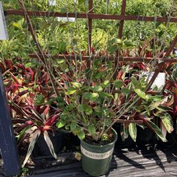 Cool plants on trellis