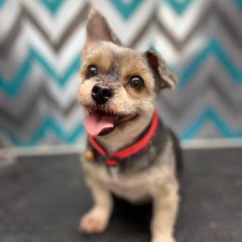 Zoom and Groom - Pet Groomers Near Me Zoom and Groom - Pet Groomers Near Me