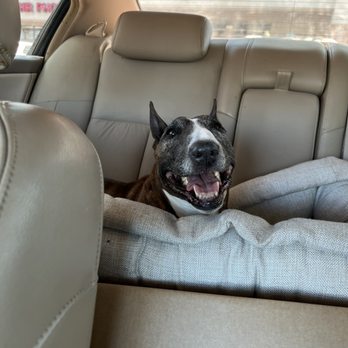 TT Roadhouse - a dog in the back seat of a car - Dive Bars Near Me - Scottsdale, Arizona TT Roadhouse - a dog in the back seat of a car - Dive Bars Near Me - Scottsdale, Arizona