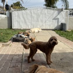 The K9 Hangout