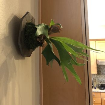 Craftmossphere - Our staghorn fern...mounted and a year later...looks awesome! - Nurseries & Gardening Near Me - San Diego, California