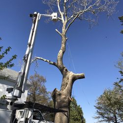 Advantage Tree Services - This massive sycamore was no problem - safely down and cleaned up in 10 hours.