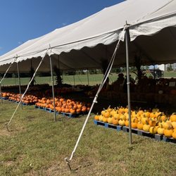 Mountain Man Farms - Pumpkins galore
