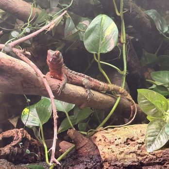 Fresno Chaffee Zoo - Lizard blowing raspberry - Zoos Near Me - Fresno, California Fresno Chaffee Zoo - Lizard blowing raspberry - Zoos Near Me - Fresno, California
