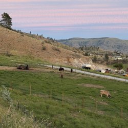 Summerhill Farm RV Park - The view of the goats and bison from out site.