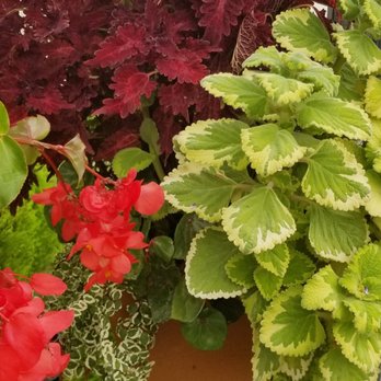 Plant Barn & Gift Shop The - Florists Near Me - Chico, California Plant Barn & Gift Shop The - Florists Near Me - Chico, California