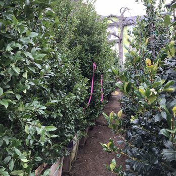 Moon Valley Nurseries - Nurseries & Gardening Near Me - Austin, Texas