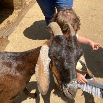 Rancho Los Fonseca - Petting Zoos Near Me - Muscoy, California Rancho Los Fonseca - Petting Zoos Near Me - Muscoy, California