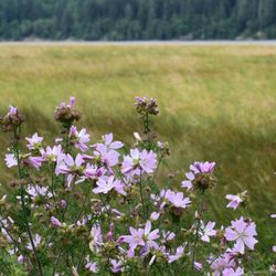 Get Out of Town Tours - Wildflowers at coastal Wetland, Oregon