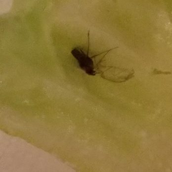 Agora Midtown - Ummmm. ....wth?  4/5/2019 - Mediterranean Near Me - Atlanta, Georgia