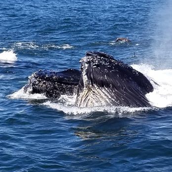 Princess Monterey Whale Watching - Humpback whales - Whale Watching Tours Near Me - Monterey, California Princess Monterey Whale Watching - Humpback whales - Whale Watching Tours Near Me - Monterey, California