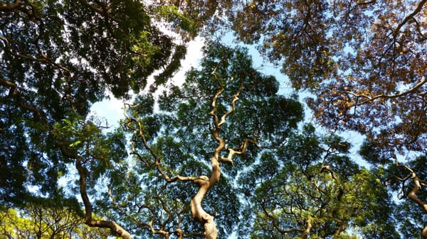 Moanalua Gardens by null