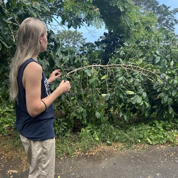 Rising Kona - Tour guide explains the coffee bush and the berries - Coffee Roasteries Near Me - Kailua-Kona, Hawaii