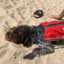 Photo of River Street Dog
